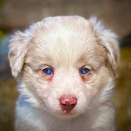 Boy 1 - Red merle Australian Shepherd puppy in Oakland City, Indiana from Moonlightaussies
