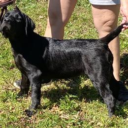 Labrador Retriever Puppies from A. Hansen Labradors