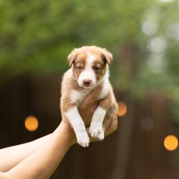Altair - Red male Border Collie puppy in Austin, Texas from Border Collie dei Fanelli