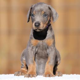 Blind Luck - Blue and rust female Doberman Pinscher puppy in Commerce, Texas from Elitehaus