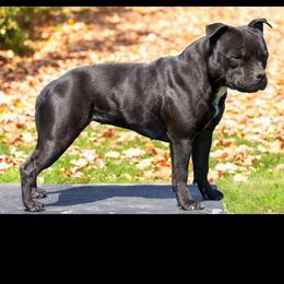 Leia - Staffordshire Bull Terrier