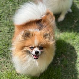 Des - Pomeranian