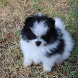 Chimney - Blue merle male Pomeranian puppy in San Marcos, Texas from Hill Country Poms
