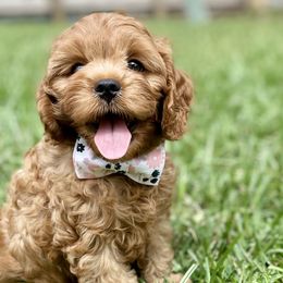 Cavapoo, Cockapoo, and Poodle Puppies from Benji’s Cockapoos