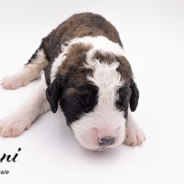 Bernedoodle, Saint Berdoodle, and Sheepadoodle Puppies from Yankee Doodle Puppies