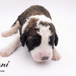 Bernedoodle, Saint Berdoodle, and Sheepadoodle Puppies from Yankee Doodle Puppies