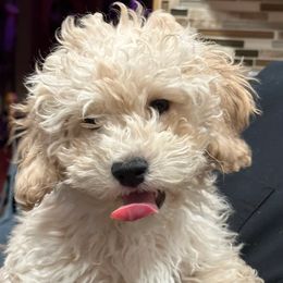 Assorted Doodle Crosses, Cockapoos, Newfoundlands, and Poodles from Lovin Lil CutiePoos