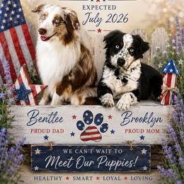 Bently - Miniature Australian Shepherd