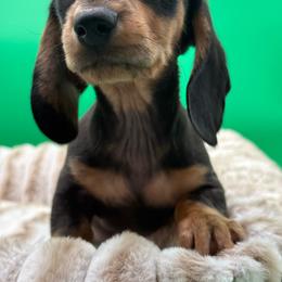 Jerry - Black and cream male Dachshund puppy in Corona, California from ChezBeale