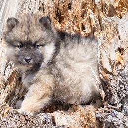 Pomsky Puppies from New World Pomskies