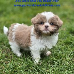 Lavender and White Boy - Lilac male Shih Tzu puppy in Oakville, Washington from Garrard Creek Shih Tzus
