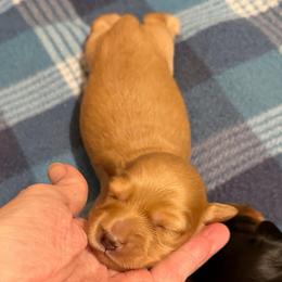 Bella - Red female Dachshund puppy in Edinburg, Virginia from Hunter Lane Dachshunds