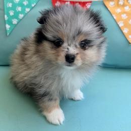 Bunny - Blue merle female Pomeranian puppy in Clarksville, Tennessee from Bee Mine Maltipoos and Pomeranians