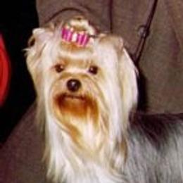 Kali - Yorkshire Terrier