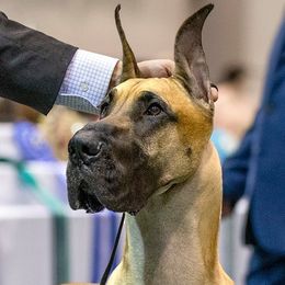Great Danes from Vegas Danes