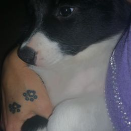 Border Collie Puppies from Overdrive Border Collies