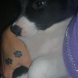 Border Collie Puppies from Overdrive Border Collies