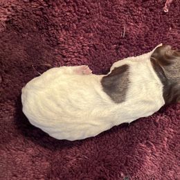 Gator - Wirehaired Pointing Griffon puppy from Two Rivers Kennels - Wirehaired Pointing Griffons