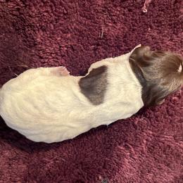 Gator - Wirehaired Pointing Griffon puppy from Two Rivers Kennels - Wirehaired Pointing Griffons