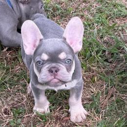River-Lime Green - Liver male French Bulldog puppy in Palm Coast, Florida from Calypso Island French Bulldogs
