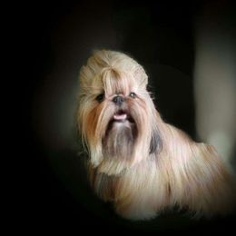 ABE - Shih Tzu