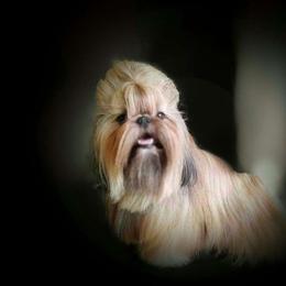 ABE - Shih Tzu