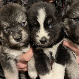 Siberian Husky Puppies from Addison Grove Huskies