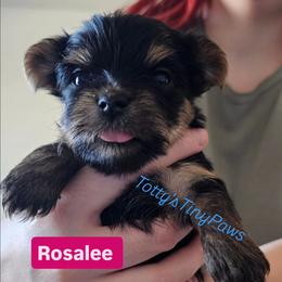 Rosalee - Black and tan female Yorkshire Terrier puppy in Denver, Colorado from Totty's Tiny Paws