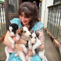 Borzoi Puppies from Beatryx Trillium Borzoi