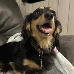 Luca - Dachshund