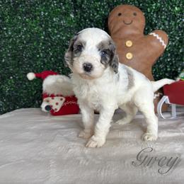 Grey boy - Merle male Bernedoodle puppy in Modesto, California from Two Doods Doodles
