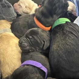 Labrador Retriever Puppies from Luvable AZ Labs
