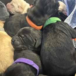 Labrador Retriever Puppies from Luvable AZ Labs