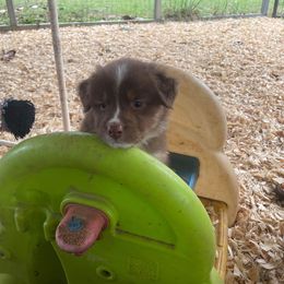 Australian Shepherd Puppies from Covenant View Farm Australian Shepherds