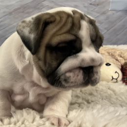 Bulldog Puppies from Sweet Rolls