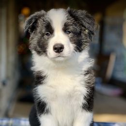 Border Collie Puppies from Beloved Border Collies
