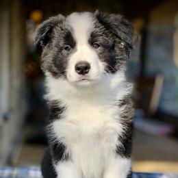 Border Collie Puppies from Beloved Border Collies