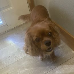 Sally - Cavalier King Charles Spaniel