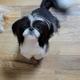 AKC/UKC Bandit