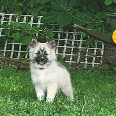 Frigg - Fawn and white female Icelandic Sheepdog puppy in Itasca, Illinois from Valheim Icelandics