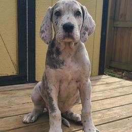 Echo - Merle female Great Dane puppy in Kannapolis, North Carolina from Carolina Great Danes & Toy Poodles