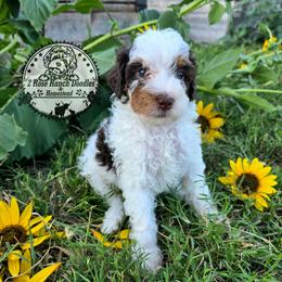 Parti girl - Brown and white female Bernedoodle puppy in Graham, Texas from 2 Rose Ranch Doodles