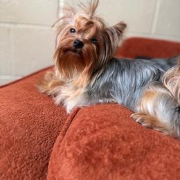 Elora - Blue and gold female Yorkshire Terrier puppy in Daggett, Michigan from Hetzel’s Enchanted Yorkies (Michigan)