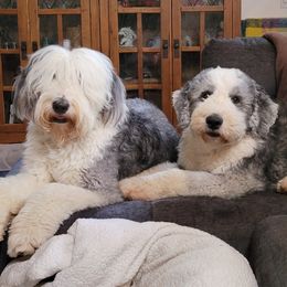 Old English Sheepdogs from Wintercrest Farms