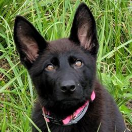 Older Trained Pup - Pink Collar - Umbra - Black female German Shepherd puppy in Augusta, West Virginia from Cricket Hollow Canines