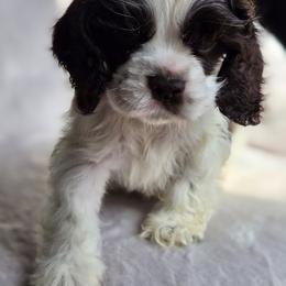 Cocker Spaniel and Shih Tzu Puppies from Northstar Shih Tzu