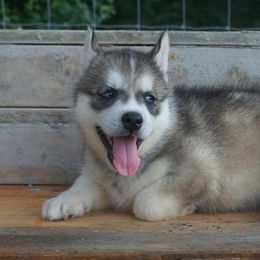 Siberian Huskies from Joel's Husky Kennels