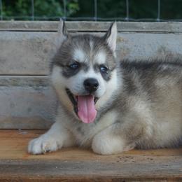 Siberian Huskies from Joel's Husky Kennels
