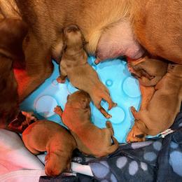 Final pick - Yellow male Labrador Retriever puppy in Tomahawk, Wisconsin from Mahner Labs
