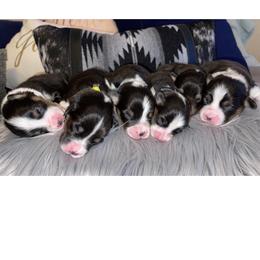 Pembroke Welsh Corgi Puppies from MG Corgis